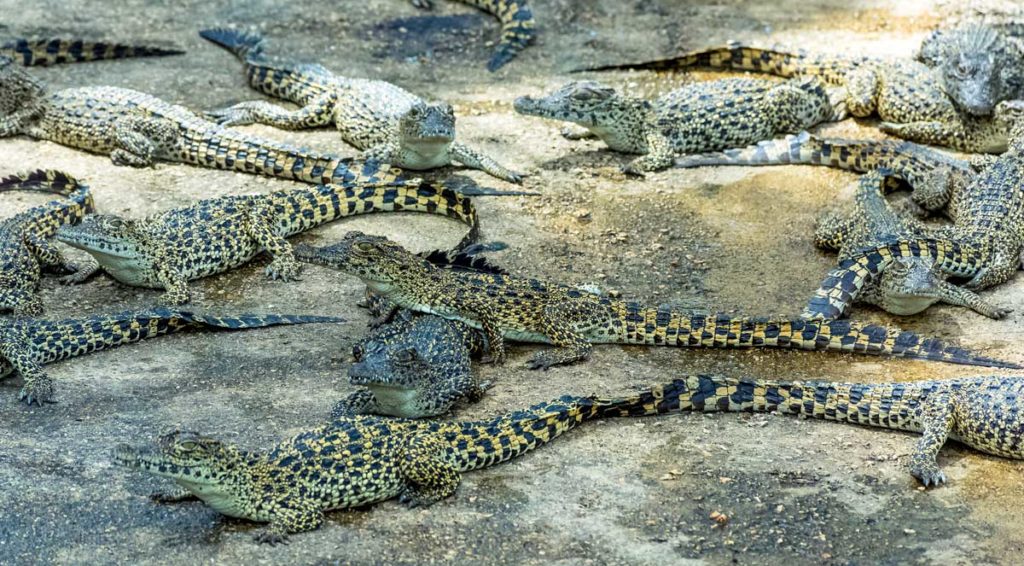Cuban crocodiles (Crocodylus rhombifer) at Ciénaga de Zapata – Photo: Shutterstock group of small crocodiles