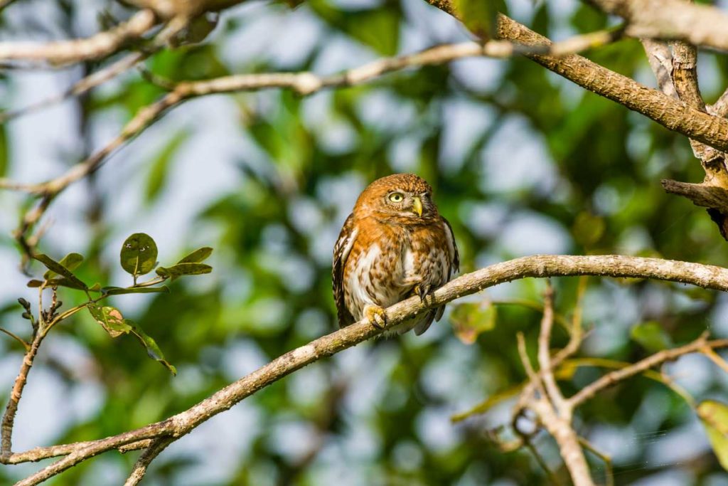 A Cuban Pigmy Owl (Glaucidium siju) – Photo: Alamy small owl perched on branch