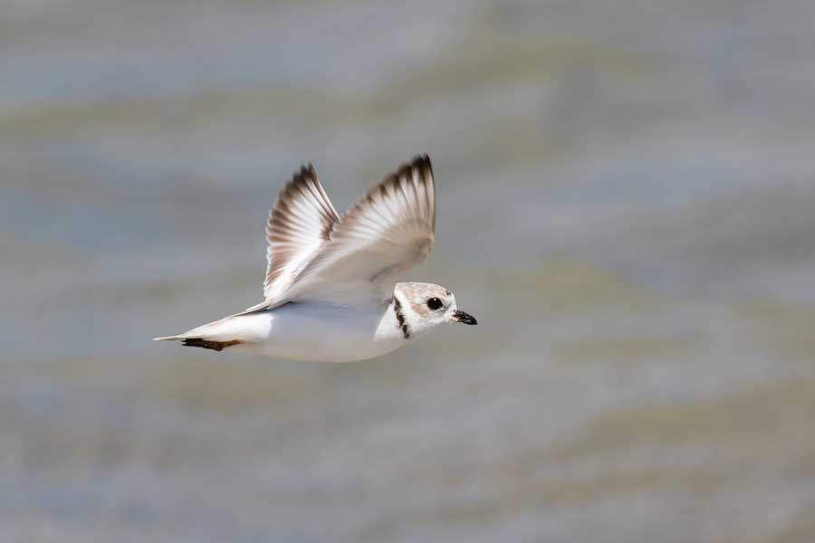 Piping Plover (Charadrius nivosus) – Photo: Shutterstock small white bird flying