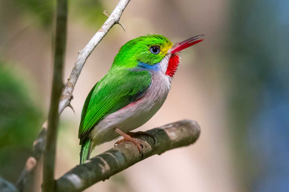 Cuban Tody (todus multicolor) sitting on perch – Photo: Shutterstock small bird with bright green feathers