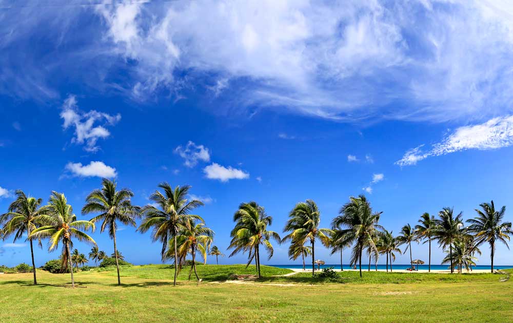 grass lawn lined with palm trees by beach