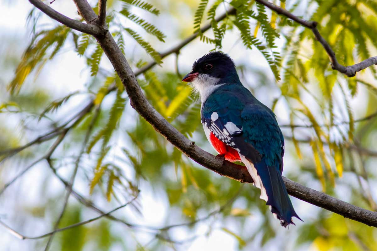 A Cuban Trogon (Priotelus temnurus) – Photo: Shutterstock bird perched on branch with blueish and red feathers