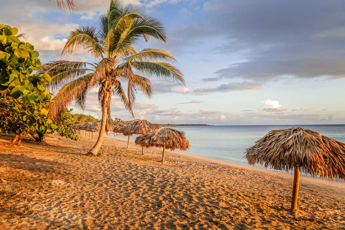 palm tree on empty beach lined with beach umbrellas